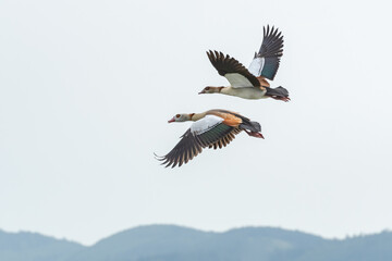 Egyptian goose (Alopochen aegyptiaca) large water bird with colorful plumage, pair of birds in flight in the sky with mountains in the background.