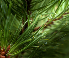 Tree pine rain drop nature dew 