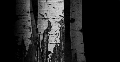 Aspen in black and white