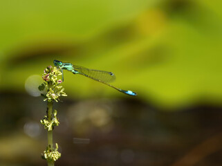blue dragonfly on a flower, dragongly on a blossom, odonata with green background © Rebecca