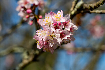 Flor de cerejeira. Sakura