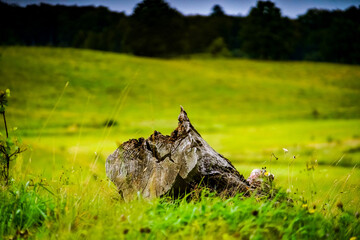 pień na tle łąki i lasu