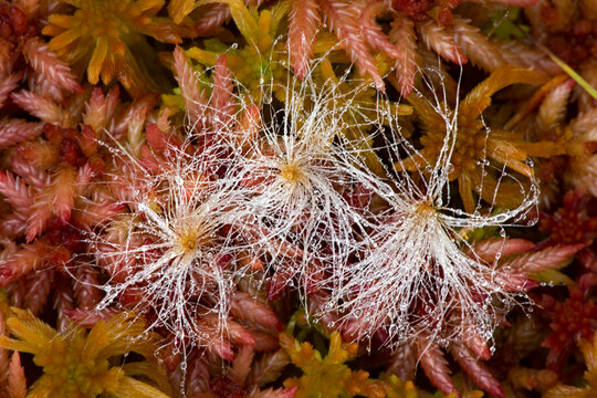 Dew covered seed pods in Sphagnum moss, Hiawatha National Forest, Upper Peninsula of Michigan.