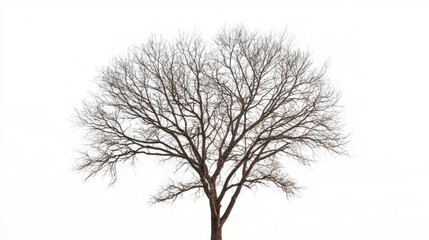 Fototapeta premium Photo of a tree without leaves on a white background