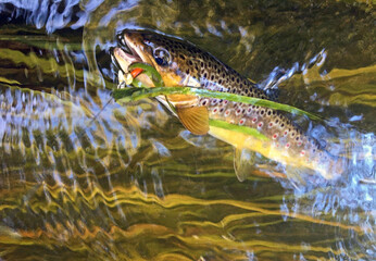 River trout (Salmo trutta fario) caught in the river on the spinner lure. Trophy of the summer spinning fishing.