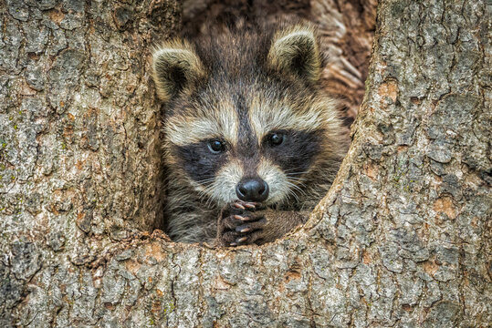USA, Minnesota, Sandstone, Minnesota Wildlife Connection. Raccoon in a hollow tree with paws clasped together.