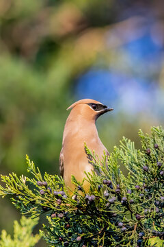 Beautiful cedar waxwings perched in a tree, resting up for a long journey north in the Spring.