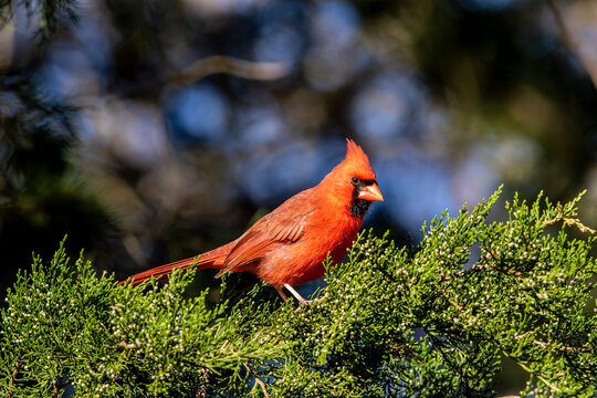 A male cardinal perched in an eastern red cedar tree.
