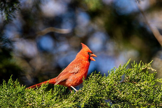A male cardinal perched in an eastern red cedar tree.