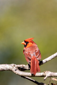 A male cardinal.