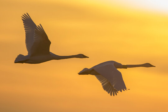 Trumpeter Swans (Cygnus buccinator) flying to wetland, Riverlands Migratory Bird Sanctuary, West Alton, MO