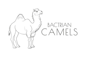 Illustration of a Animal - Bactrian Camels, Mammalia