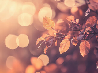Obraz premium fall season leaf scene environmental happiness warm hope life peace ray sunlight bokeh light thanksgiving soft memories vacations maple plant tree