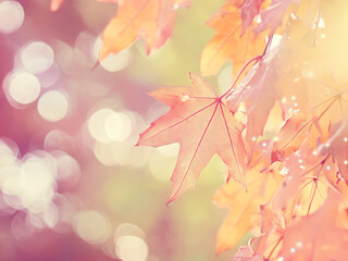 Fototapeta premium fall season leaf scene environmental happiness warm hope life peace ray sunlight bokeh light thanksgiving soft memories vacations maple plant tree