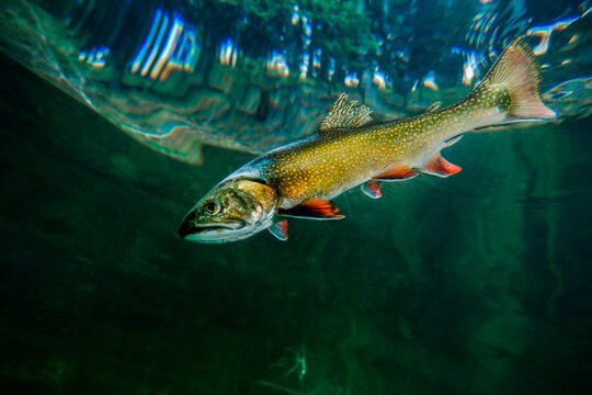 Lake trout (Salvelinus namaycush) swimming near surface of Emerald Lake in Montana