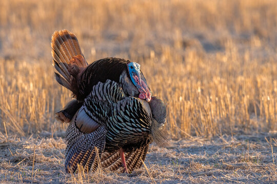 Tom turkey in breeding plumage near Whitefish, Montana, USA.