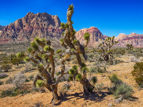 USA, Nevada. Red Rock Canyon and Joshua trees.