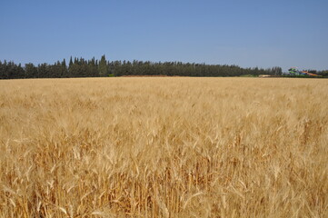 Golden ears of wheat against the sky background. Harvest of ripe