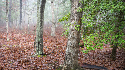 USA, New Jersey, Pine Barrens National Preserve. Foggy forest scenic.