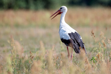 Single White Stork bird in wetlands green grass in Poland