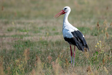Single White Stork bird in wetlands green grass in Poland