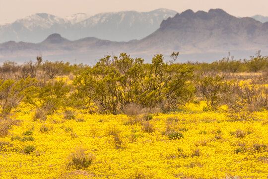USA, New Mexico, Hidalgo County. Bladderpod flowers blooming in field. 