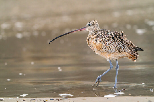 USA, California, Morro Bay. Long-billed curlew on beach.