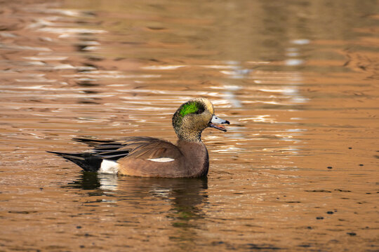 USA, New Mexico, Albuquerque. American wigeon male calling