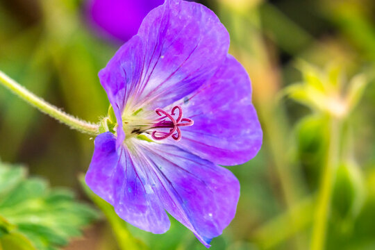 USA, New Mexico. Close-up of geranium blossom.