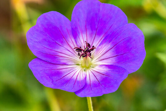 USA, New Mexico. Close-up of geranium blossom.