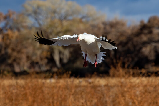 USA, New Mexico. Bosque Del Apache National Wildlife Refuge, snow geese flying.