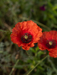 red poppy flower