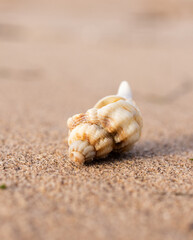 seashell on the beach