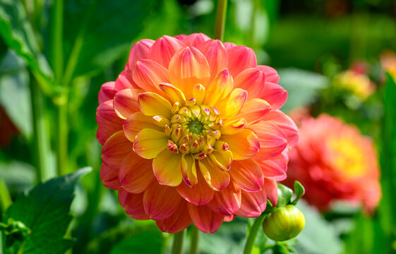 Close-up of yellow and red dahlia