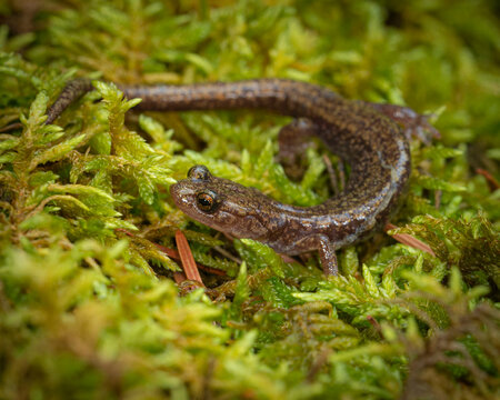 Sacramento Mountain Salamander, Aneides hardii, White Mountain Wilderness, New Mexico