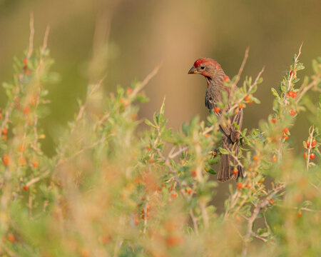 House finch in wolfberries, Bosque del Apache National Wildlife Refuge, New Mexico