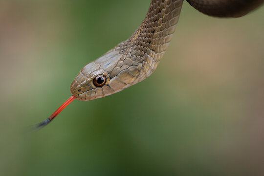 Wandering garter snake, Thamnophis elegans vagrans, Lincoln National Forest, New Mexico