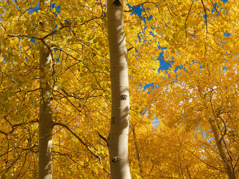Fall leaf on the 10k Trailhead, Sandia mountains, New Mexico
