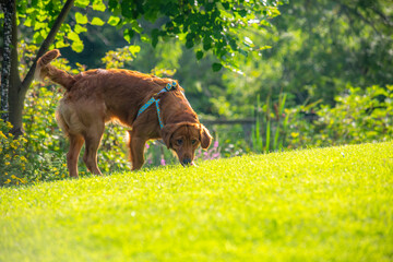 A happy golden retriever smiles while playing outside in the green grass on a beautiful summer day