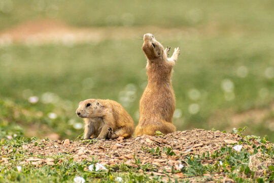 USA, North Dakota, Theodore Roosevelt National Park. Prairie dog barks a warning.