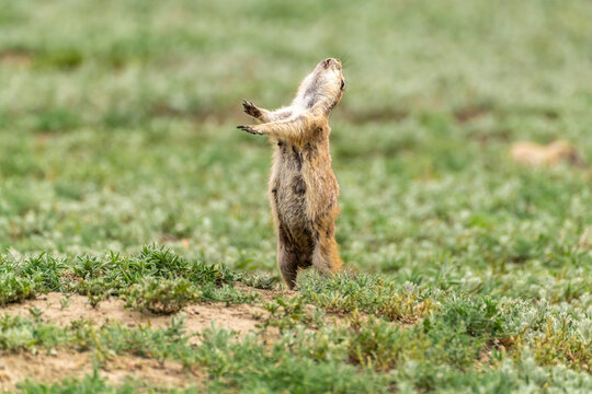USA, North Dakota, Theodore Roosevelt National Park. Prairie dog barks a warning.