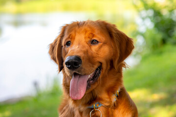 A happy golden retriever smiles with his tongue hanging out while playing outside in the green grass on a beautiful summer day
