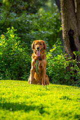 A happy golden retriever smiles with his tongue hanging out while playing outside in the green grass on a beautiful summer day