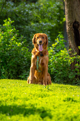 A happy golden retriever smiles with his tongue hanging out while playing outside in the green grass on a beautiful summer day