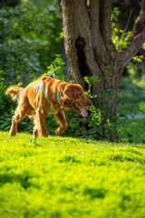 A happy golden retriever smiles with his tongue hanging out while playing outside in the green grass on a beautiful summer day