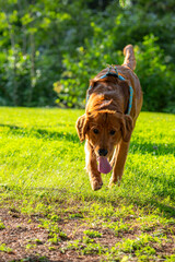 A happy golden retriever smiles with his tongue hanging out while playing outside in the green grass on a beautiful summer day