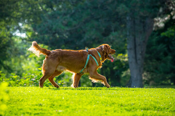 A happy golden retriever smiles with his tongue hanging out while playing outside in the green grass on a beautiful summer day
