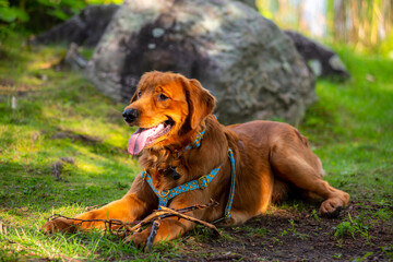 A happy golden retriever smiles with his tongue hanging out while playing outside in the green grass on a beautiful summer day