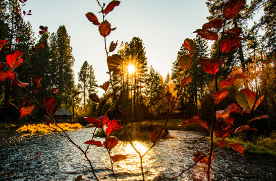 USA, Oregon. Camp Sherman, starburst through ponderosa pines at headwaters of Metolius River.