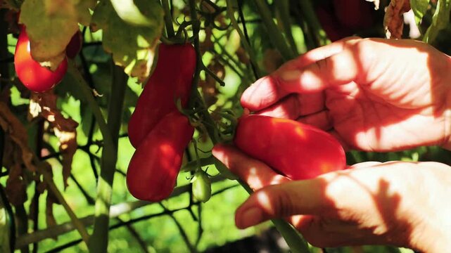 Woman's hands picking fresh red pire tomatos from the bush